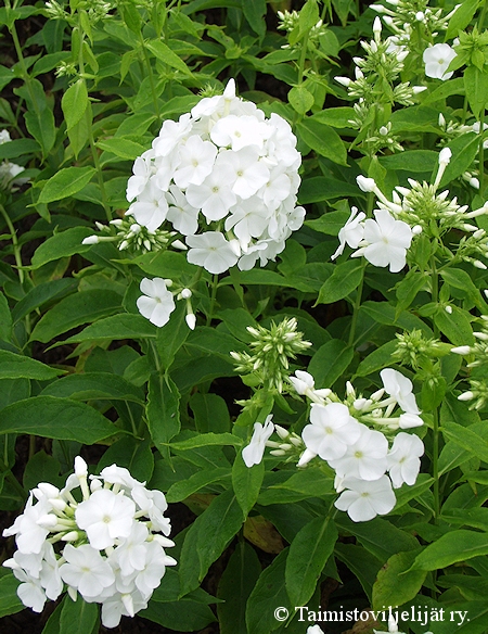 Phlox paniculata 'White Admiral'.jpg